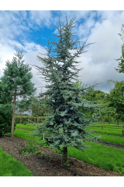 Cedrus libani Glauca